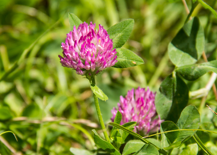 red clover